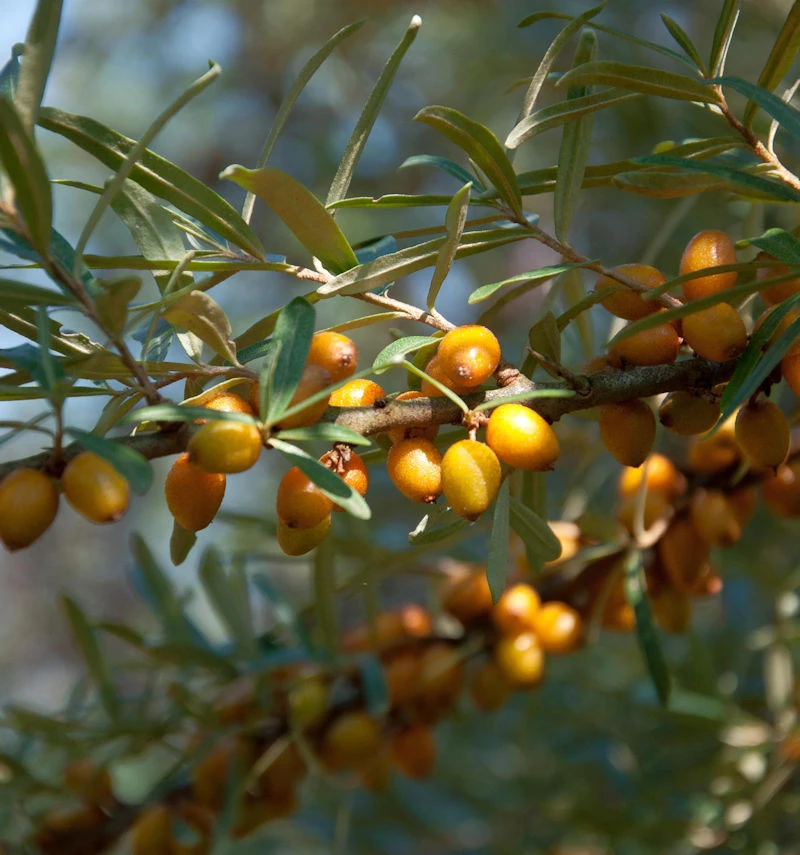 Sanddorn Männlich 40-60cm - Hippophae Rhamnoides 3 Sanddorn Männlich 40-60cm - Hippophae Rhamnoides
