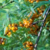 Sanddorn 30-40cm - Hippophae Rhamnoides -Gartengrünpflanzen Geschäft Hippophae rhamnoides 1 1 1 1
