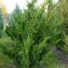 Chinesischer Wacholder Kaizuka 60-80cm - Juniperus Chinensis -Gartengrünpflanzen Geschäft Juniperus chinensis Kaizuka