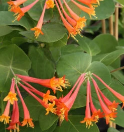 Rote Geisschlinge Dropmore Scarlet 80-100cm - Lonicera Brownii