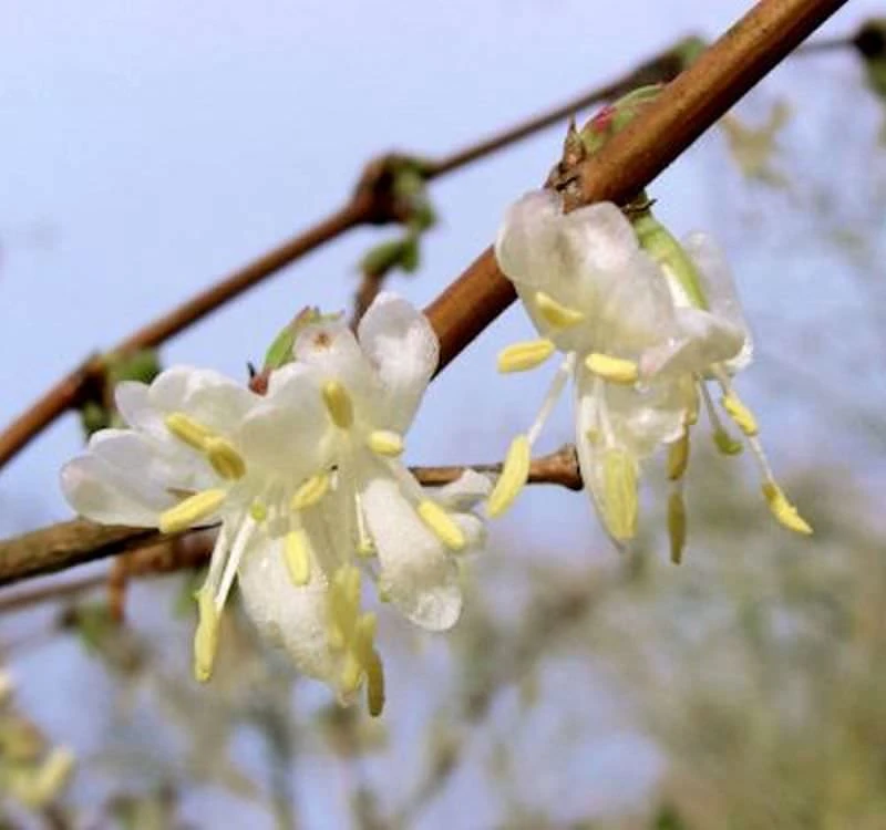 Wohlriechende Heckenkirsche 40-60cm - Lonicera Fragrantissima 3 Wohlriechende Heckenkirsche 40-60cm - Lonicera Fragrantissima