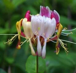 Geißschlinge America Beauty 40-60cm - Lonicera Heckrottii