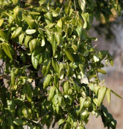 Immergrüne Geißschlinge Copper Beauty 60-80cm - Lonicera Henryi