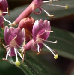 Immergrüne Geißschlinge 40-60cm - Lonicera Henryi
