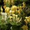 Japanisches Geisblatt Halliana 100-125cm - Lonicera Japonica -Gartengrünpflanzen Geschäft Lonicera japonica Halliana