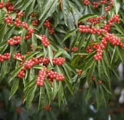 Schirm Heckenkirsche 80-100cm - Lonicera Maackii