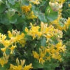 Gold Geißschlinge 100-125cm - Lonicera Tellmanniana -Gartengrünpflanzen Geschäft Lonicera tellmanniana