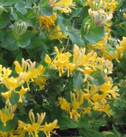 Gold Geißschlinge 60-80cm - Lonicera Tellmanniana