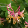 Feuer Geißschlinge 60-80cm - Lonicera Heckrottii -Gartengrünpflanzen Geschäft Loniceraheckrottii 1