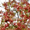 Zierapfel Red Jewel 60-80cm - Malus Hybride -Gartengrünpflanzen Geschäft Malus Hybride RedJewel
