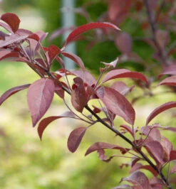 Zierapfel Coccinella 80-100cm - Malus Hybride