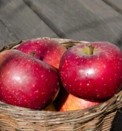 Apfelbaum Ingrid Marie 60-80cm - Edel Und Saftig