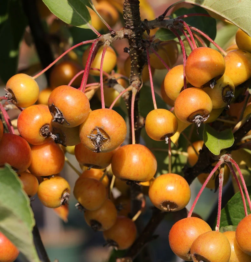 Hochstamm Zierapfelbaum Pom Zai 60-80cm - Malus Hybride 3 Hochstamm Zierapfelbaum Pom Zai 60-80cm - Malus Hybride