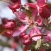 Hochstamm Zier Apfelbaum Profusion 100-125cm - Malus -Gartengrünpflanzen Geschäft MalusProfusion