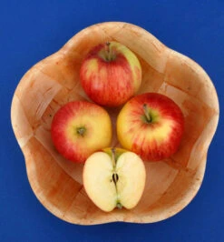 Apfelbaum Reglindis 60-80cm - Säuerlich Und Knackig