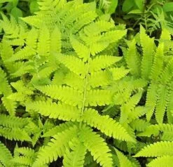 Japanischer Straußenfarn - Matteuccia Orientalis