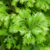 Urweltmammutbaum Chubby 40-60cm - Metasequoia Glyptostroboides -Gartengrünpflanzen Geschäft Metasequoia glyptostroboidesChubby