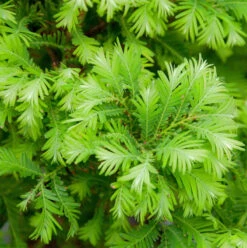 Urweltmammutbaum Chubby 40-60cm - Metasequoia Glyptostroboides