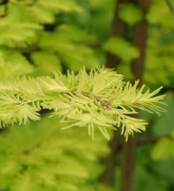 Urweltmammutbaum Chinesisches Rotholz Gold Rush 125-150cm - Sequoiadendron Giganteum
