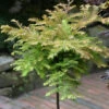 Hochstamm Urweltmammutbaum Miss Grace 80-100cm - Metasequoia Glyptostroboides -Gartengrünpflanzen Geschäft Metasequoia glyptostroboidesMissGrace Stamm 2