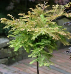 Hochstamm Urweltmammutbaum Miss Grace 80-100cm - Metasequoia Glyptostroboides