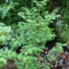 Urweltmammutbaum Chinesisches Rotholz 80-100cm - Metasequoia Glyptostroboides -Gartengrünpflanzen Geschäft Metasequoiaglyptostroboides 2
