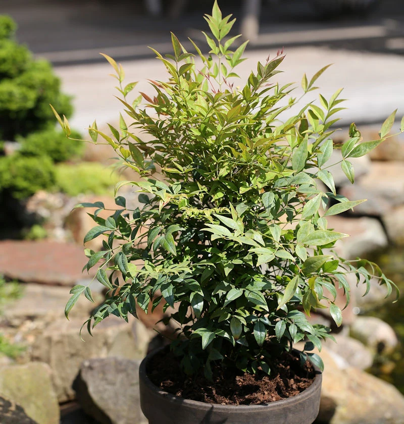 Himmelsbambus Gulf Stream 50-60cm - Nandina Domestica 3 Himmelsbambus Gulf Stream 50-60cm - Nandina Domestica