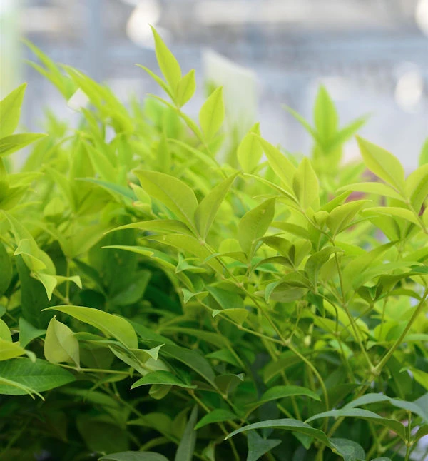 Himmelsbambus Lemon Lime® 40-60cm - Nandina Domestica 3 Himmelsbambus Lemon Lime® 40-60cm - Nandina Domestica