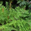 Königsfarn - Großer Topf - Osmunda Regalis -Gartengrünpflanzen Geschäft Osmunda regalis