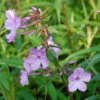 Wiesen Flammenblume Alpha - Phlox Maculata