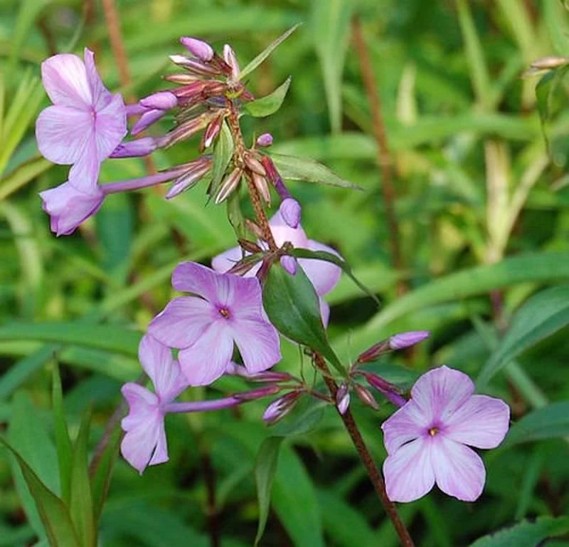 Wiesen Flammenblume Alpha - Phlox Maculata 3 Wiesen Flammenblume Alpha - Phlox Maculata