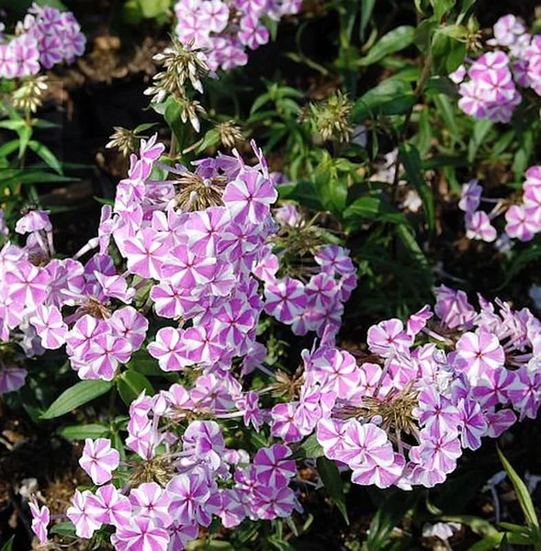 Wiesen Flammenblume Natasha - Phlox Maculata 3 Wiesen Flammenblume Natasha - Phlox Maculata