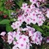 Hohe Flammenblume Kirmeländer - Phlox Paniculata -Gartengrünpflanzen Geschäft Phlox Paniculata Hybrid Kirmelnder