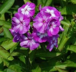 Hohe Flammenblume Wilhem Kesselring - Phlox Paniculata