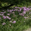 Großblättrige Flammenblume Spätsommer - Phlox Amplifolia -Gartengrünpflanzen Geschäft Phlox amplifolia Sptsommer