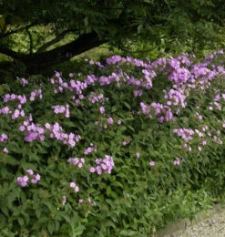 Großblättrige Flammenblume Spätsommer - Phlox Amplifolia