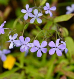 Niedrige Flammenblume Blue Moon - Phlox Divaricata