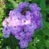 Hohe Flammenblume Blue Boy - Phlox Paniculata