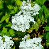 Hohe Flammenblume White Flame - Phlox Paniculata -Gartengrünpflanzen Geschäft Phlox paniculata White Flame