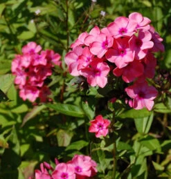 Hohe Flammenblume Windsor - Phlox Paniculata