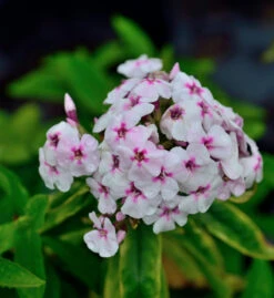 Große Garten-Flammenblume Flame White Eye - Großer Topf - Phlox Paniculata