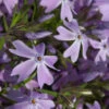Teppich Phlox G. F. Wilson - Phlox Subulata -Gartengrünpflanzen Geschäft Phlox subulata G F Wilson