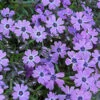 Teppich Phlox Purple Beauty - Phlox Subulata -Gartengrünpflanzen Geschäft Phlox subulata Purple Beauty