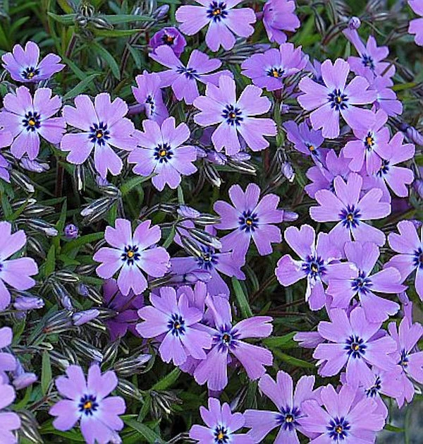 Teppich Phlox Purple Beauty - Phlox Subulata 3 Teppich Phlox Purple Beauty - Phlox Subulata