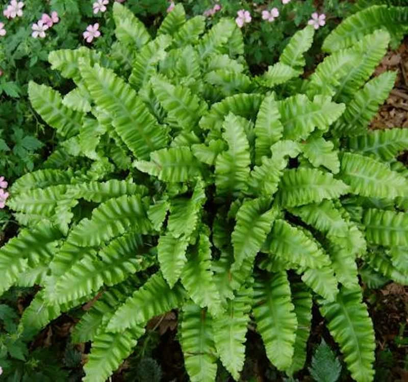 Hirschzungenfarn Crispa - Phyllitis Scolopendrium 3 Hirschzungenfarn Crispa - Phyllitis Scolopendrium