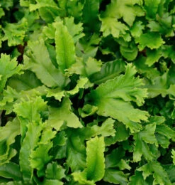Hirschzungenfarn Digitata Cristpa - Phyllitis Scolopendrium