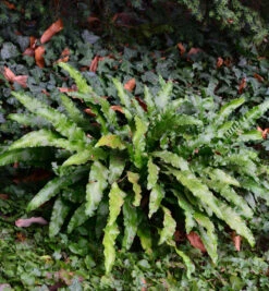 Hirschzungenfarn Undulata - Phyllitis Scolopendrium