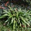 Hirschzungenfarn - Phyllitis Scolopendrium -Gartengrünpflanzen Geschäft Phyllitis scolopendrium 1