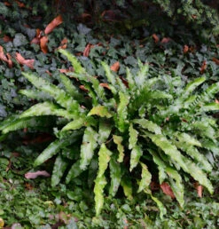 Hirschzungenfarn - Großer Topf - Phyllitis Scolopendrium