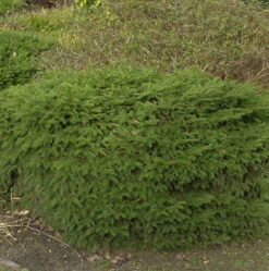 Nestfichte Nidiformis 15-20cm - Picea Abies